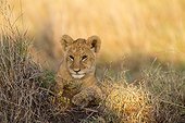 Lion cub lying in savannah at dawn - Masai Mara Kenya