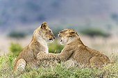 Lion cubs playing in savannah - Masai Mara Kenya