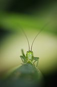Great Green Bush Cricket larva on leaf - France