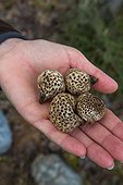 Parasitic fungi of Lenga - Patagonia Chile