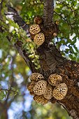 Parasitic fungi of Lenga - Patagonia Chile