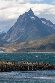 Cormorant colony - Ushuaia Patagonia Argentina