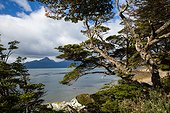 Lengas forest - National Park Tierra del Fuego Argentina