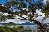 Lengas forest - National Park Tierra del Fuego Argentina
