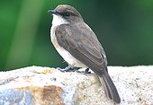 Gray flycatcher on a wall - Uganda 