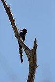 Green Wood Hooppoe on a branch - Botswana