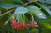 Rangoon creeper in bloom in a garden