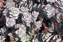 Crassula dans une serre
