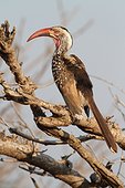 Southern Red-billed Hornbill on a branch - Botswana