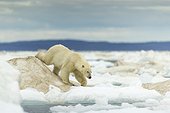 Polar Bear on Pack Ice  - Hudson Bay Canada