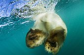 Swimming Polar Bear - Hudson Bay Canada