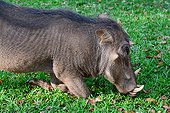 Warthog eating grass - Victoria Falls Zimbabwe ; The Victoria Falls safari lodge is the biggest one near the falls. Here the warthogs are mawling the lawn.