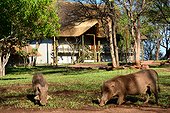 Warthogs eating grass - Victoria Falls Zimbabwe ; The Victoria Falls safari lodge is the biggest one near the falls. Here the warthogs are mawling the lawn.