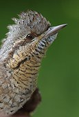 Portrait of Wryneck - Alsace France 