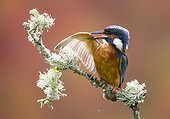 Male Kingfisher preening on a branch in summer - GB