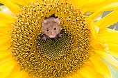Harvest Mouse in a Sunflower in summer - GB