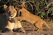 Lioness and cub in the savannah - Chobe Botswana