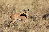 Oribi in the savannah - Chobe Botswana 