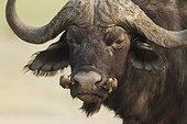 Cape Buffalo with Oxpeckers - Chobe Botswana