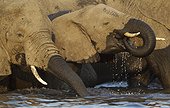 African Elephant drinking in the Chobe river - Botswana ; Photographed from a boat. 