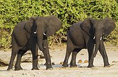 Eléphant d'Afrique au bord de la rivière Chobe - Botswana ; Deux femelles mouillées viennent de traverser la rivière Chobe et maintenant regardent en arrière pour attendre le reste du troupeau. Photographié à partir d'un bateau.