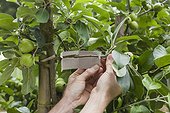 Green lacewings trap in an apple tree