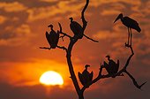 Vultures and Marabou Stork at dusk - Chobe Botswana