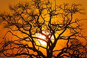 Tree at dusk - Chobe Botswana