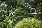 Jardin d'Angélique ; Little bridge in a garden surronding by Hostas, Hakonechloea, Phlox paniculata, Rodgersia, Hydrangea