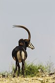 Sable Antelope male - Chobe Botswana