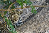 Leopard resting in a tree - Chobe Botswana