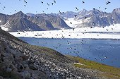 Vol de Mergules nains - Cap Hoegh Groenland