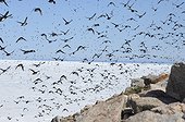 Mergules nains en vol - Cap Hoegh Groenland