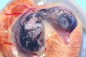 Embryo of Little Auk - Greenland