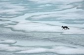 Renard arctique sur la banquise en été - Groenland