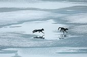 Renards arctiques sur la banquise en été - Groenland