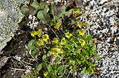 Arctic Buttercup flowers on the tundra - Greenland