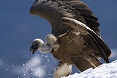 Griffon vulture in snow - Pyrenees Spain 