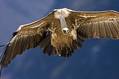 Griffon vulture in flight - Pyrenees Spain 