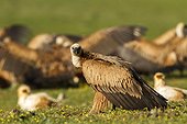 Griffon vulture on ground - Alcudia Valley Spain 