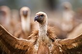 Portrait of Griffon vulture - Alcudia Valley Spain 