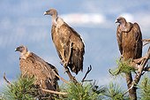 Griffon vultures on branches - 	Sierra de Cazorla Spain 