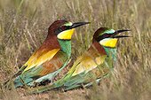 European Bee-eaters on ground - Spain