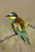 European Bee-eater on branch - Spain