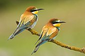 European Bee-eaters on branch - Spain