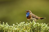 Bluethroat singing on bush - Sierra de Gredos Spain