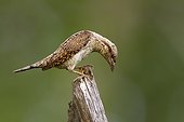 Eurasian Wryneck on stake - Navarra Spain
