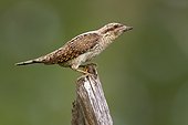 Eurasian Wryneck on stake - Navarra Spain