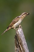 Eurasian Wryneck on stake - Navarra Spain