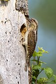 Eurasian Wryneck at nest - Navarra Spain